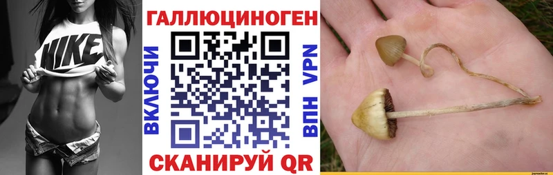 Галлюциногенные грибы Psilocybe Пенза
